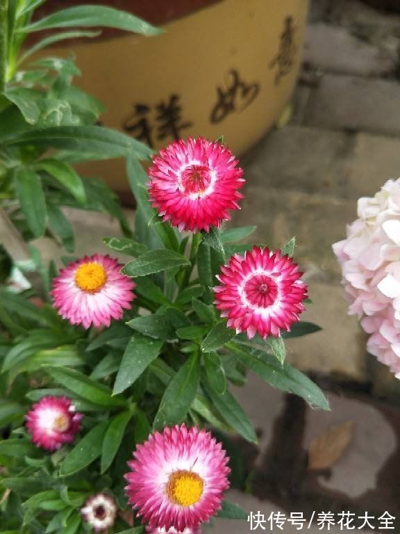 入春的3种菊,10块钱3盆,不打理也能开花