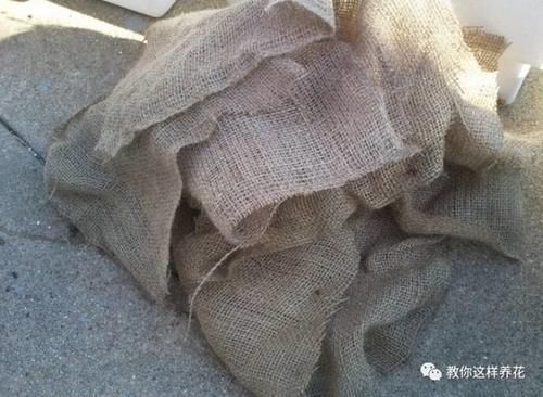 腐叶土|自制4种营养土，再也不板结烂根，大白根能挤破盆！