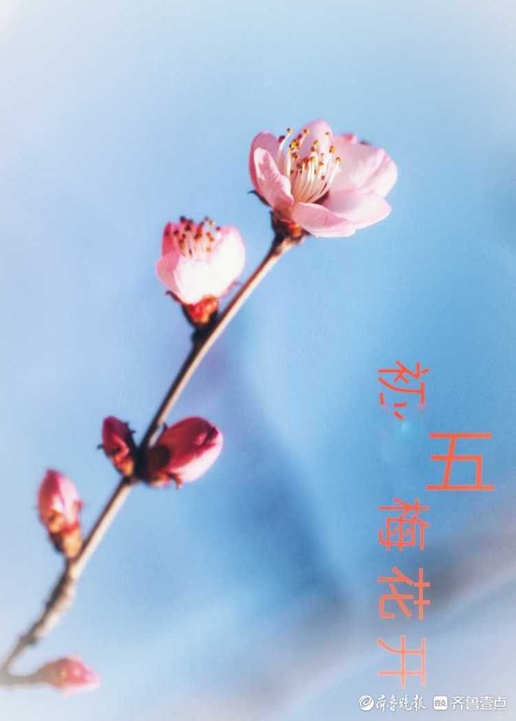 花意争春！济南千佛山公园的梅花，暗香袭来|就地过年?春在身边| 花意争春！济南千佛山公园的梅花，暗香袭来\＂,\＂i10\＂:\＂就地过年?春在身边