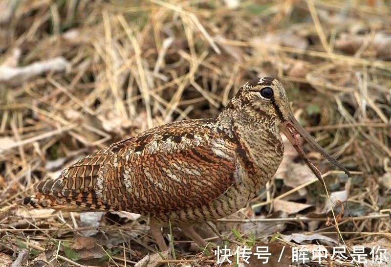 世界上最霸气的鸟,外表呆萌可爱,却是