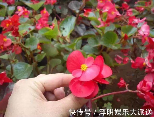 爆盆|养花就养3种花,随便养养就爆盆,一开300多天,全年不断花!