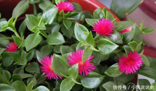 几种植物花期超长的,一开就是大半年,四季有花赏,花美心情好