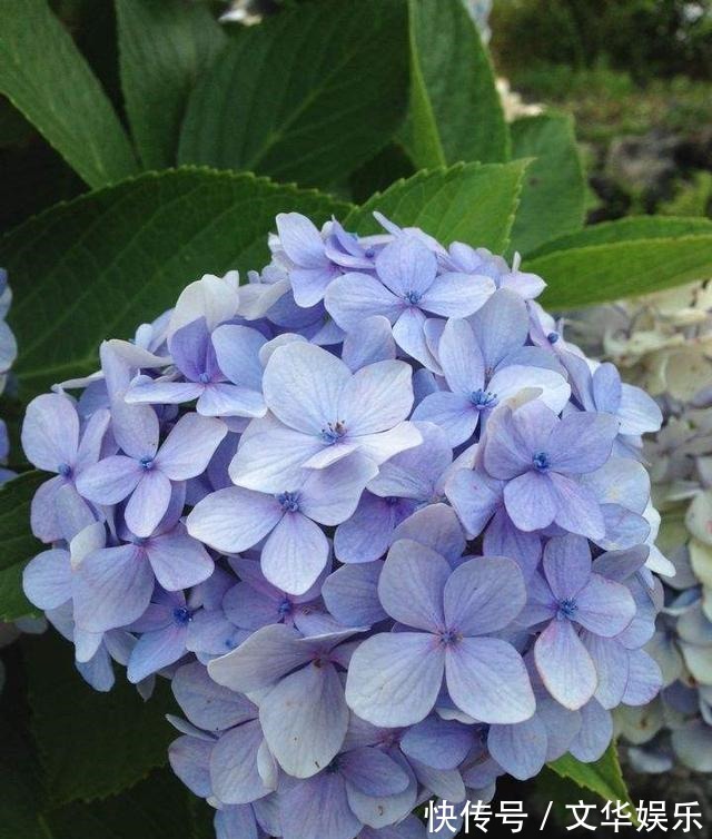 通过“扦插”开花爆盆,这4种花最适合,现在扦插,半个月有一盆