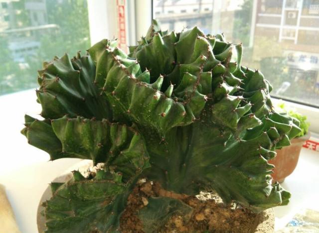 客厅|客厅盆栽选什么植物?不如栽种2款花,长得丑、易爆盆