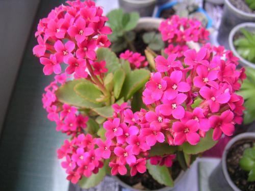 长寿花有2个养护时期，做好这几点，花期长达3个月，赏花真尽兴