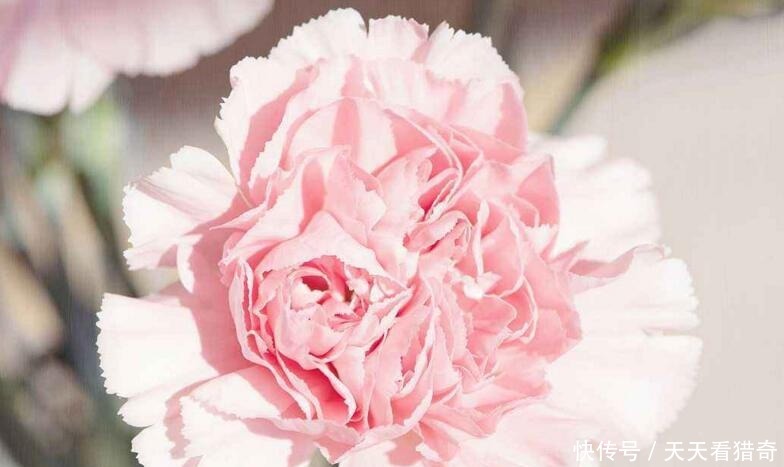 此花端庄大方,淡淡清香,是女人的好运礼物,寄托了思念之情