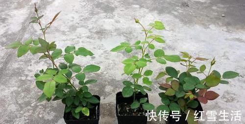 养花要“心狠”，这种枝条，见一根剪一根，开花翻十几倍