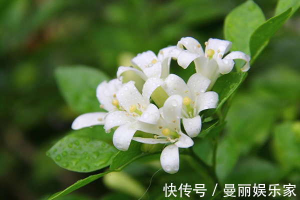 万寿菊|夏天养几盆这些花,蚊子最讨厌,好看香气浓郁,还能驱蚊