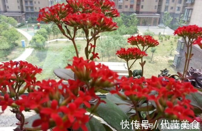 养不死的长寿花品种，因为“好养”被淘汰，新手养最合适！