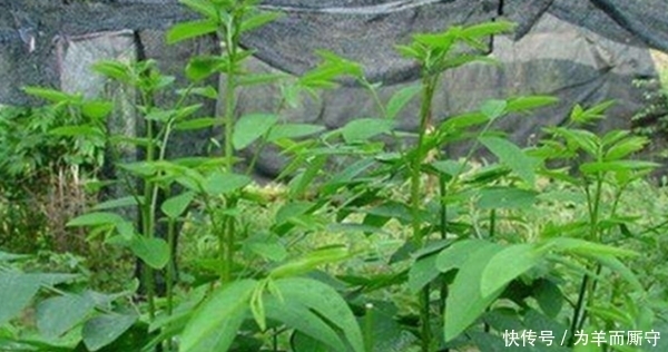 天香菜|农村很常见的一种野菜，具有降糖、降脂、降压的作用，你知道吗？