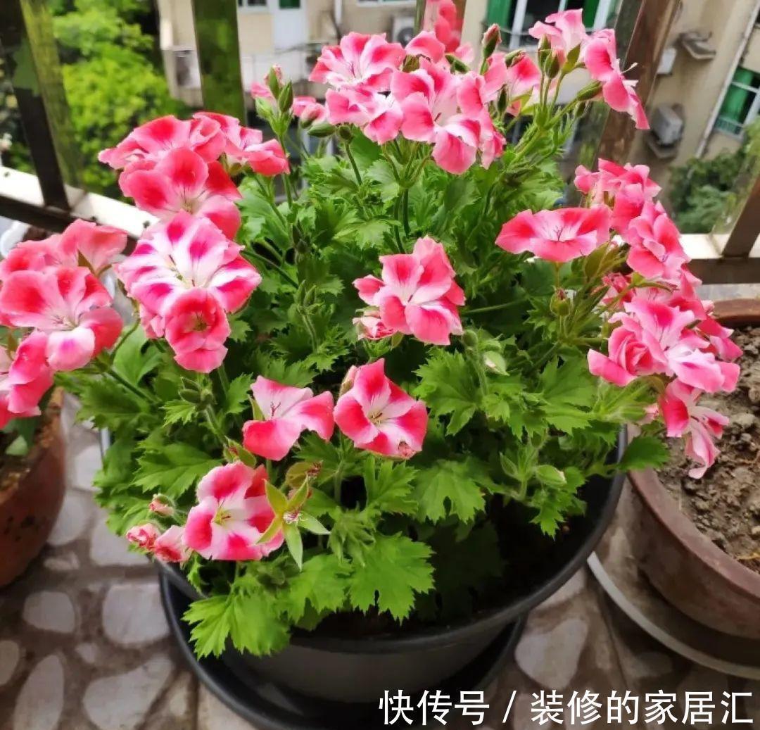 珍珠岩|6种花别养老桩,越老越不开花,赶紧扦插备份