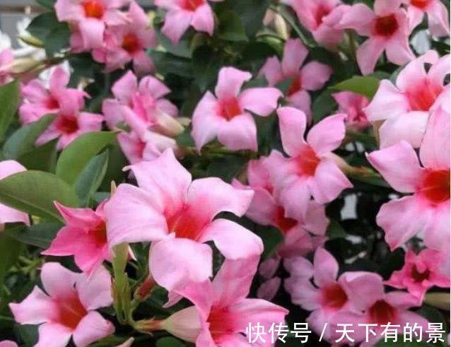 光照|农历7月4日开始，居家养这几款植物，花开还有清香，放阳台美极了