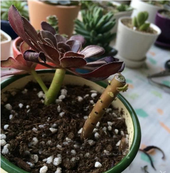 多肉界“大魔头”黑法师,砍了一个“大头”,爆出几十个“崽子“