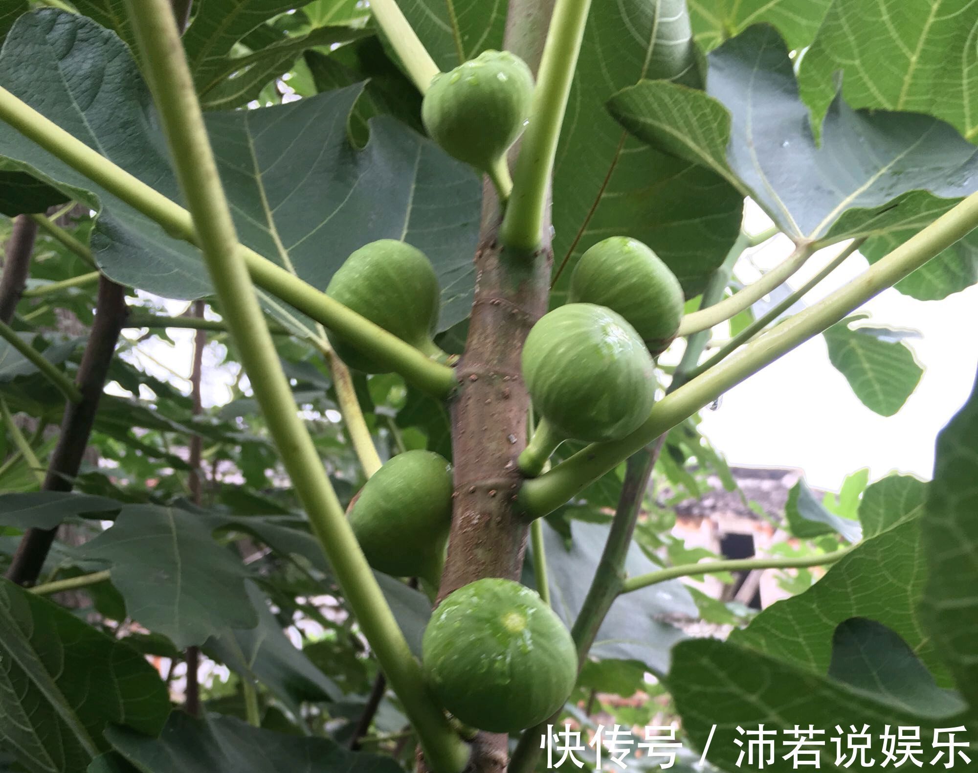 无花果水培繁殖难生根教你一招10天生根的方法，试过的都说好