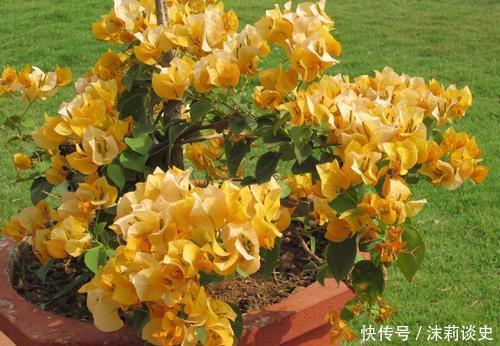 开春养三角梅,添点大补肥,花色艳丽一开就是大半年!