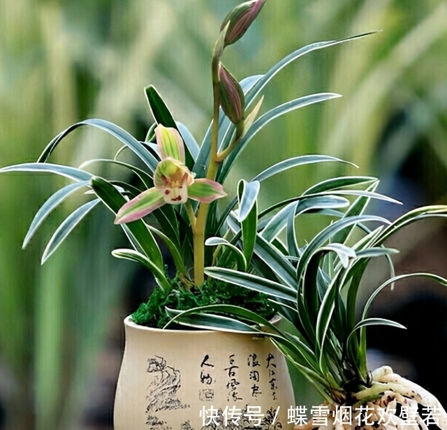 多年前，出价20万都不卖的兰花，一花双色，让人百看不厌