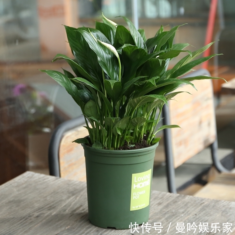 橡皮树|杭州发现一户人家阳台，太惊艳了，像御花园一样美，拍给大家晒晒