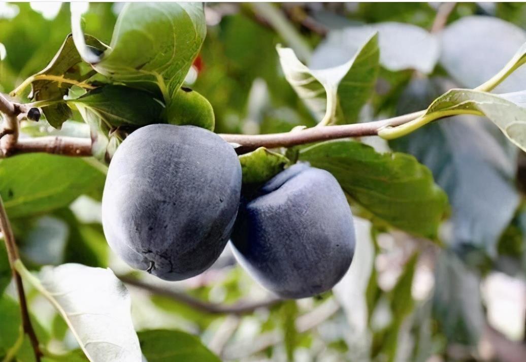 疏通血管|聪明的人喜欢吃3种食物，美容护肤，疏通血管，身体棒棒哒