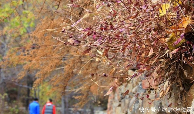 进出|曾进出靠“天梯”的太行山小村庄，如今凭影视剧走红，秋色太美了