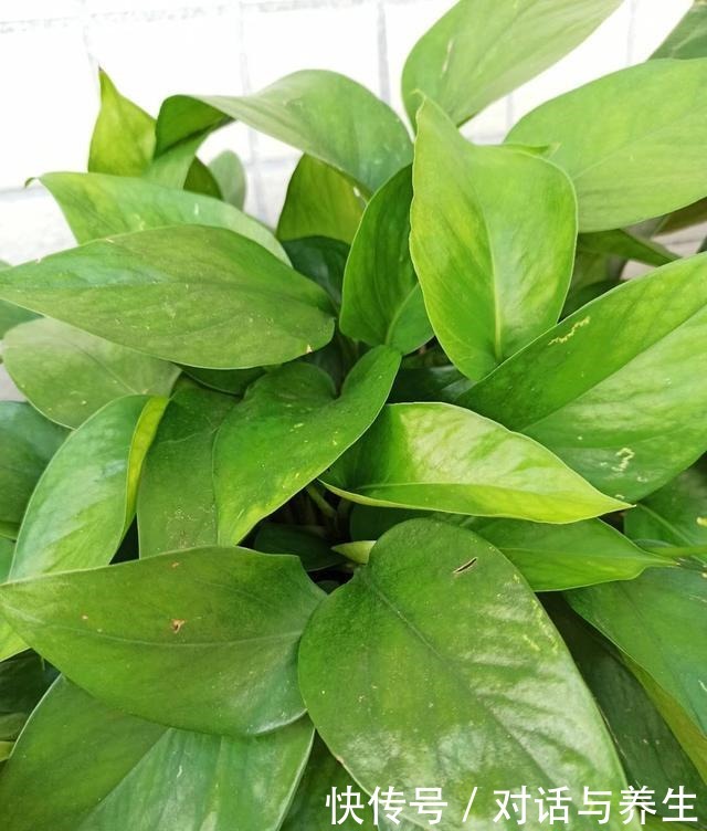 养花常说的“散射光”是什么光哪些地方符合散射光要求!