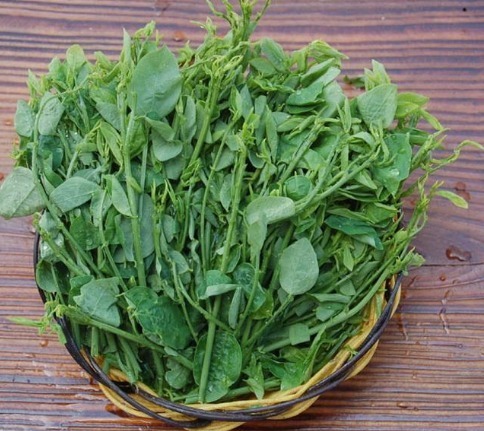 牙龈肿胀出血|秋天不能缺的3种野菜,益精气、清热除渴、解劳乏、清心明目