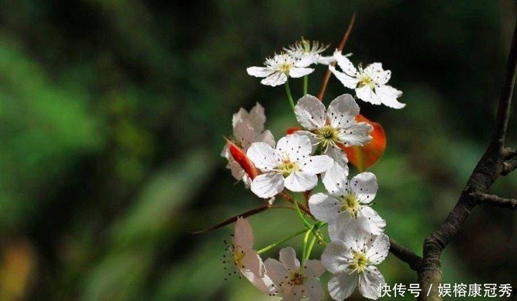 古今|苏轼这首描写梨花的诗, 堪称古今一绝, 百读不厌!