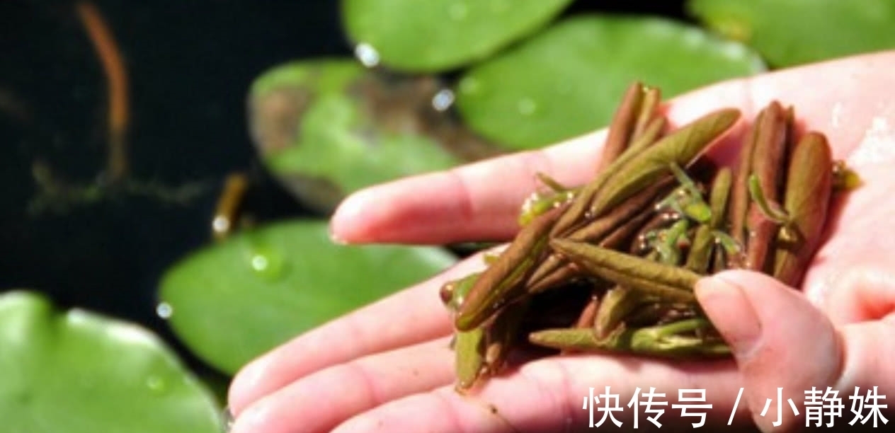 胶原蛋白|这菜胶原蛋白丰富,比燕窝养人,用来凉拌,瘦身刮油快