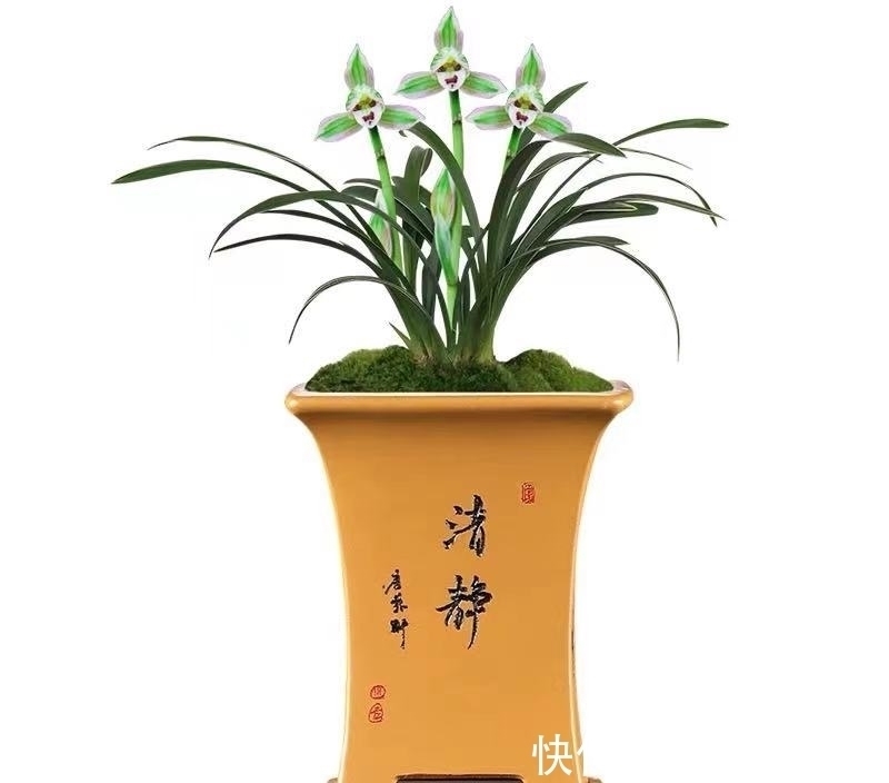 一花双色非常罕见,花香清新,叶带金边,花姿高雅大方,让人沉迷