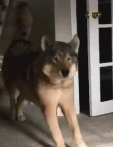 |搞笑GIF:别装了 我知道你就是故意的