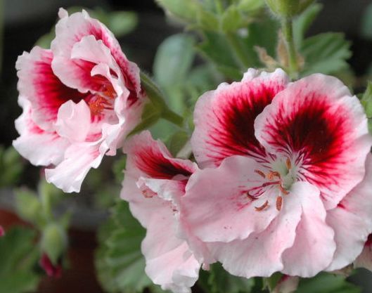 家里有异味,不如养这些花朵,花开美艳动人,清香四溢保你睡眠好