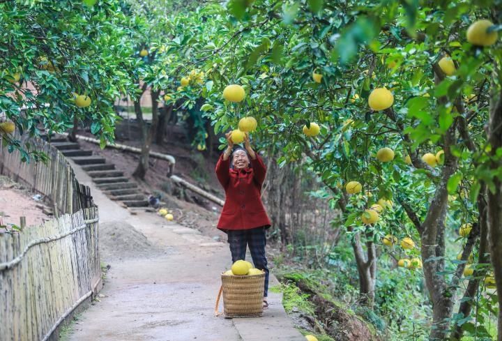 梁平|重庆梁平：“柚”是一年好滋味