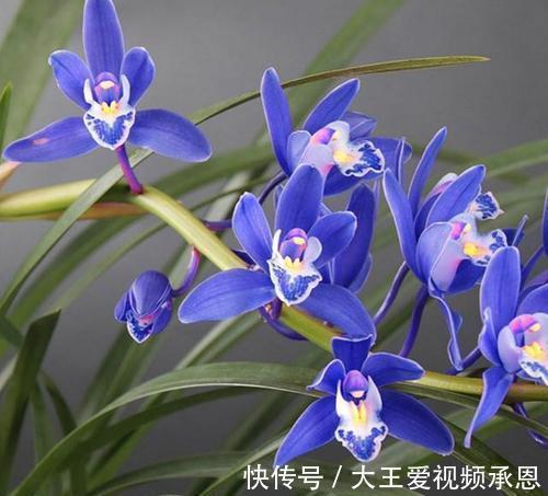 建议阳台有地方，一定要养盆“蓝宝石”，又仙又美，还可四季赏花