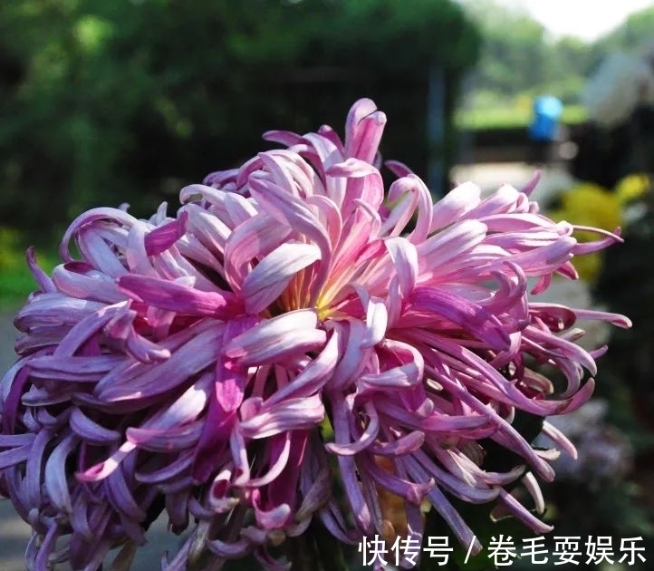 独本菊|心素如简，人淡如菊，植物园里感受菊之意境