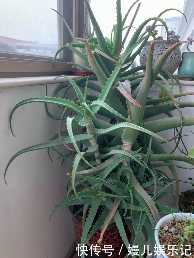 养花|奶奶养芦荟10年,长成精了,老桩就像“胳膊粗”,小苗一大推