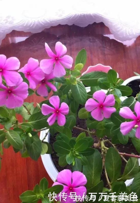 生长期|别再养那些“烂大街”的盆栽啦选这3种“花”,好养易开花