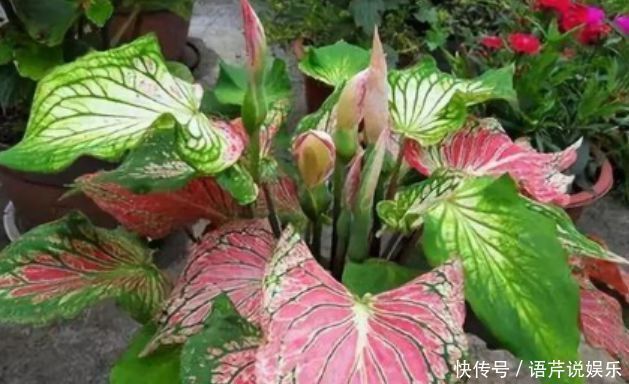 浇水|总爱给花浇水那就养这4种花,不怕浇,还越浇越旺