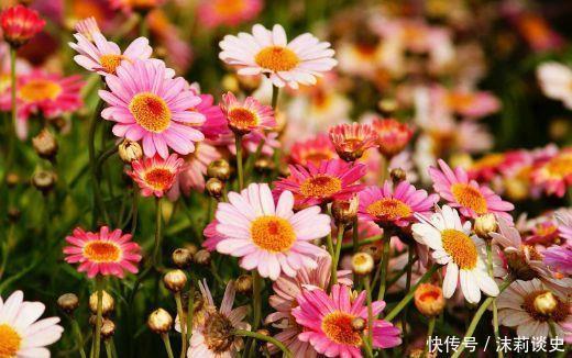 适合新手养护的4种花,花香沁人心脾,阳台开成百花园