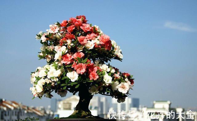 磷酸二氢钾|以下花想要养好难度大,需要熟知它的习性,养护上还要少犯错