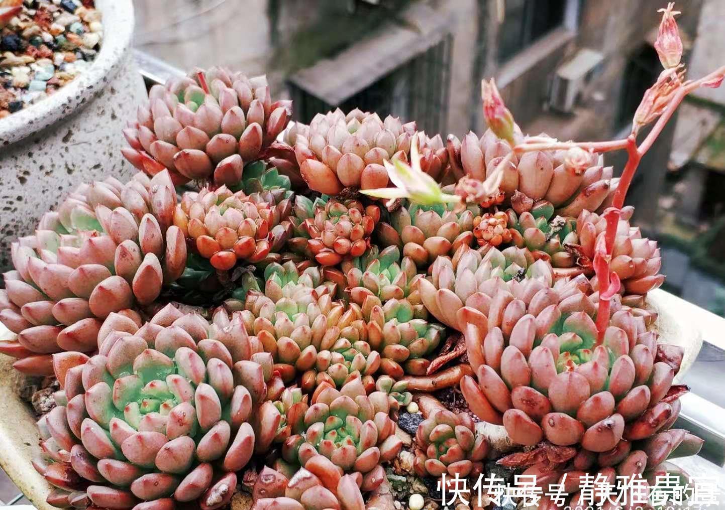 花箭|红宝石一直长花箭是咋回事？甭理它，它就是多肉植物中的“骡子”