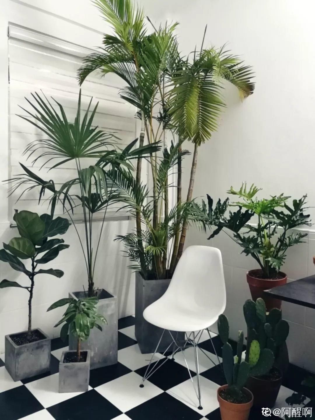 人养花,花也养人,家里养这10种花,越养越健康