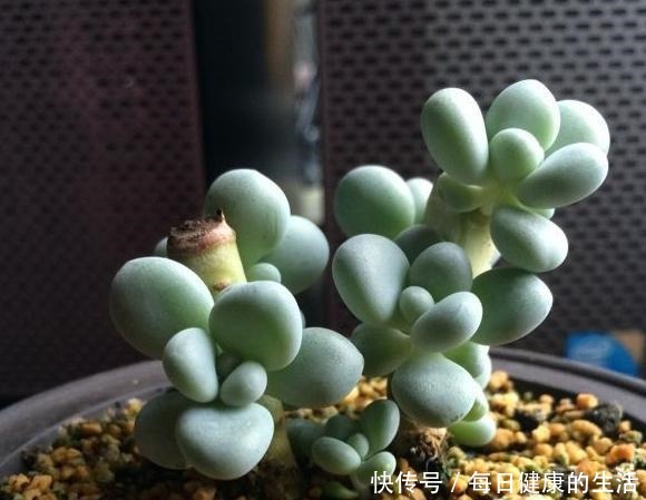 桃美人不爆侧芽,砍头时多做一步,一个月侧芽不断冒出!