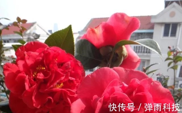 克瑞墨|放弃月季吧！此花零下20度冻不死，花大如“脸盆”，盆栽地栽皆可！