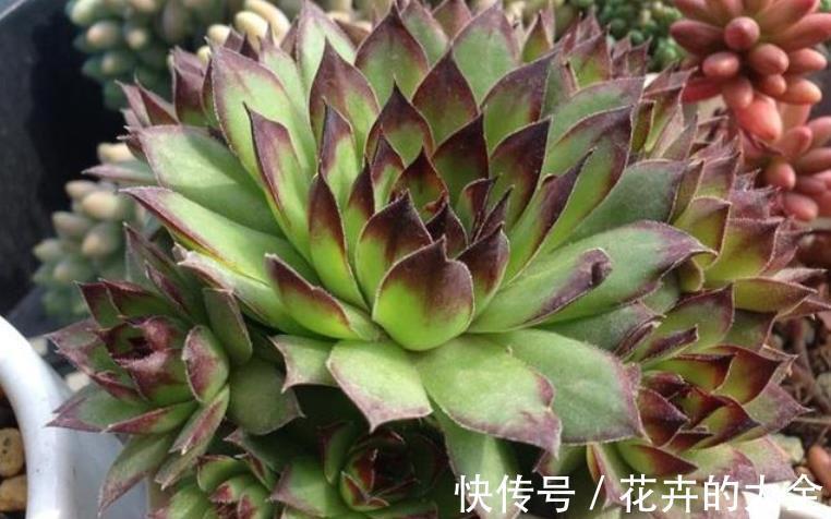 侧芽|新人养多肉植物观音莲,学会3个方法,枝繁叶茂,侧芽长爆盆
