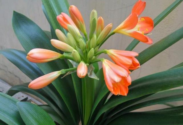 养花就养这几款,一年四季都开花,花开一茬又一茬,超漂亮