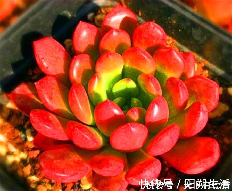 多肉红宝石叶子干瘪发软怎么办?尽早去做3件事,饱满又鲜红