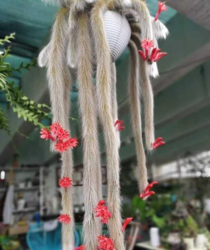 猴尾|想养仙人掌，就养一盆它，枝条形状奇特开花很美，观赏价值高