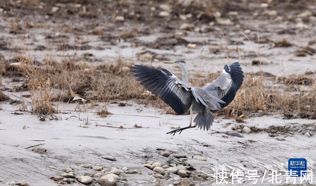 甘肃省|甘肃：候鸟冬憩洮河湿地