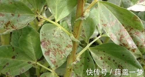 昆虫|逛花市时,这4种“花”尽量不要买,因为在家里根本养不活