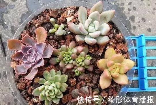 用啥水浇花长得快、开花多、虫害少?3个妙招,省时省钱又省力