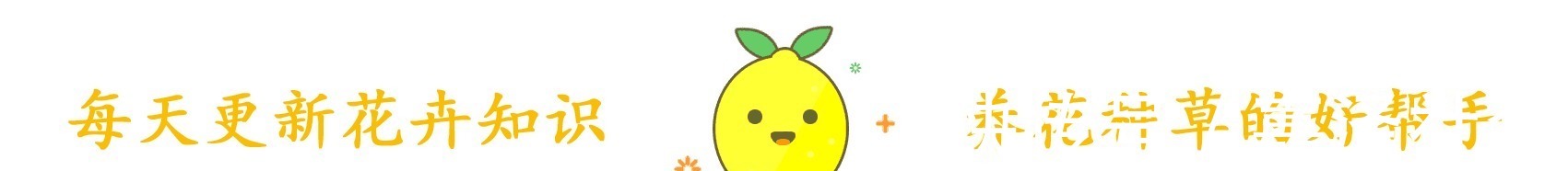 养花|养花“饿着”养,浇水别勤快,新芽反而长得多,这5种花就这样养